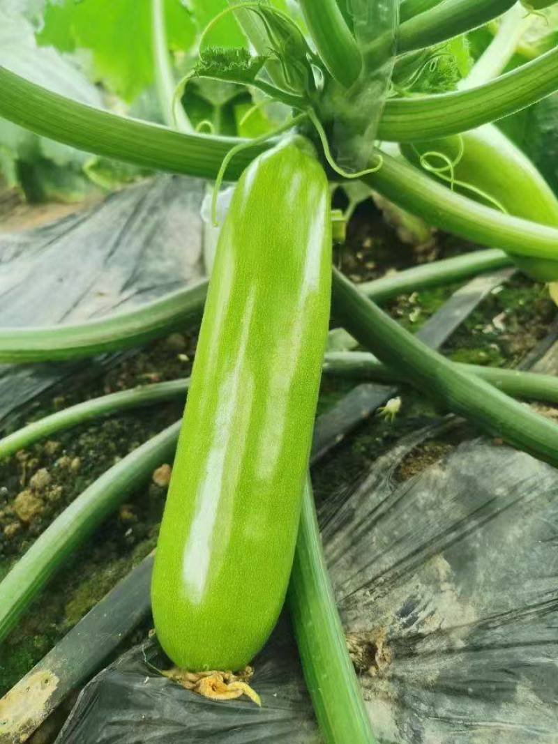 西葫芦苗
