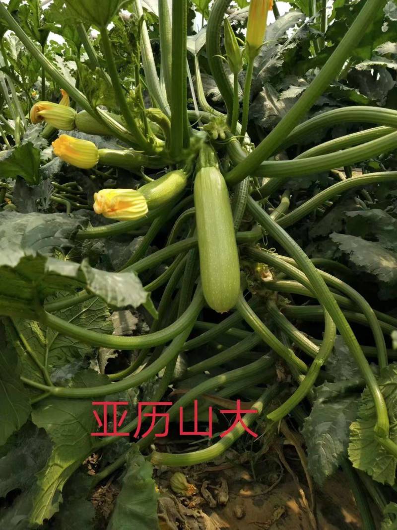 西葫芦苗