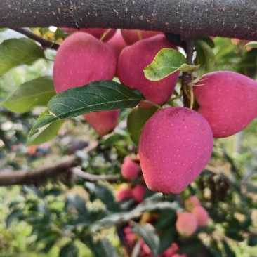 鸡心果大量上市