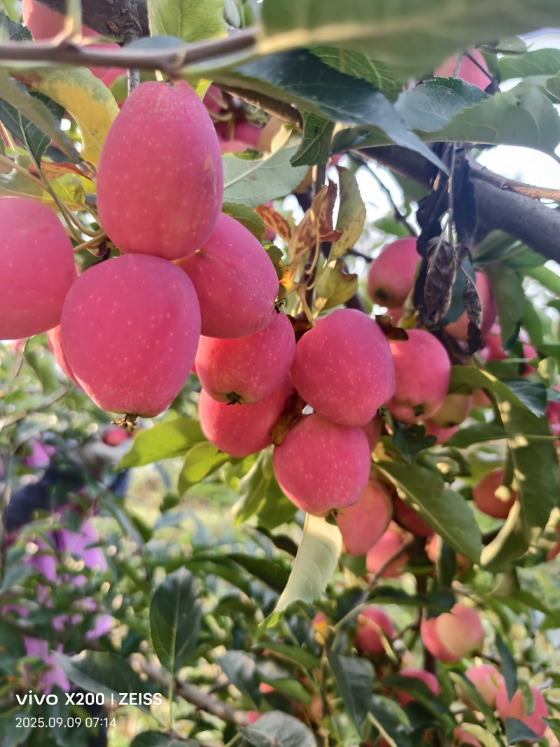 鸡心果大量上市