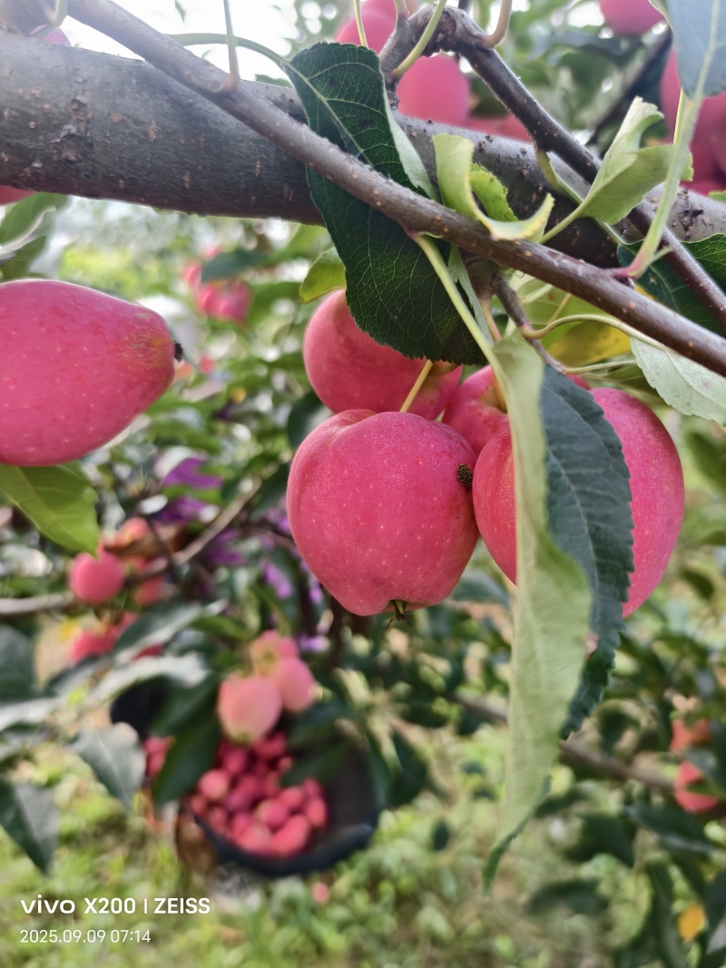 鸡心果大量上市