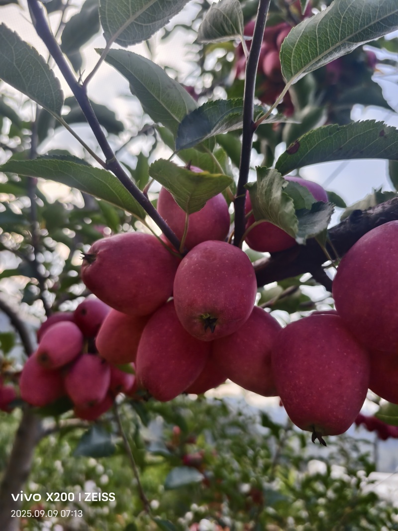 鸡心果大量上市