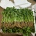大叶香菜质量优质品质好根粗叶大