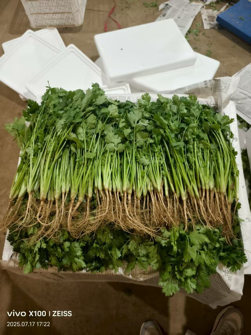 大叶香菜质量优质品质好根粗叶大