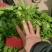 大叶香菜质量优质品质好根粗叶大