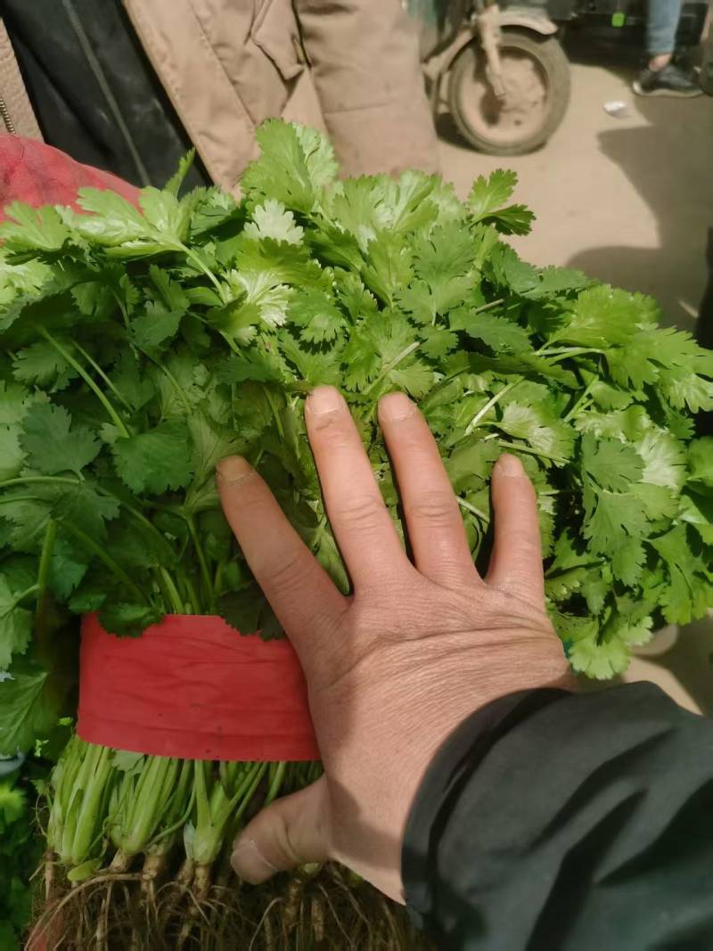大叶香菜质量优质品质好根粗叶大