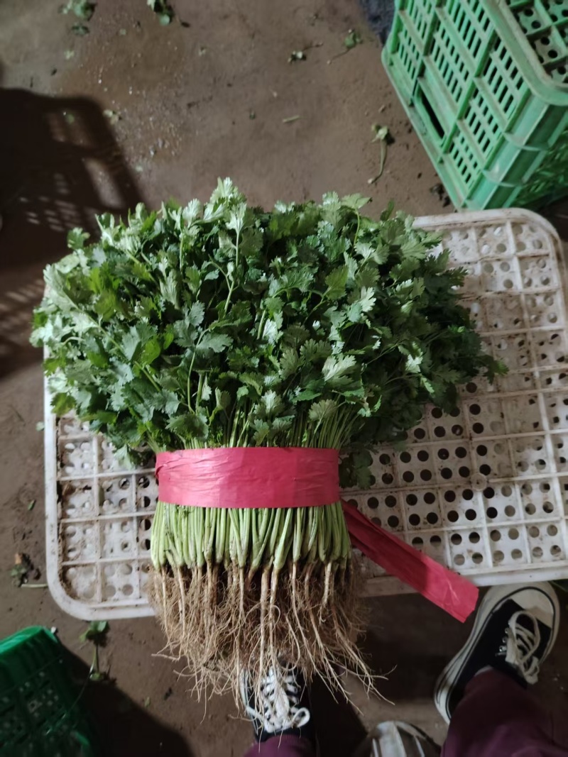 大叶香菜质量优质品质好根粗叶大