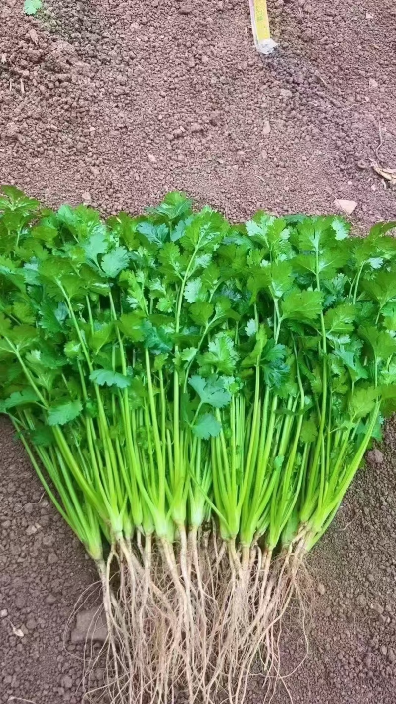 大叶香菜质量优质品质好根粗叶大