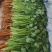 大叶香菜质量优质品质好根粗叶大
