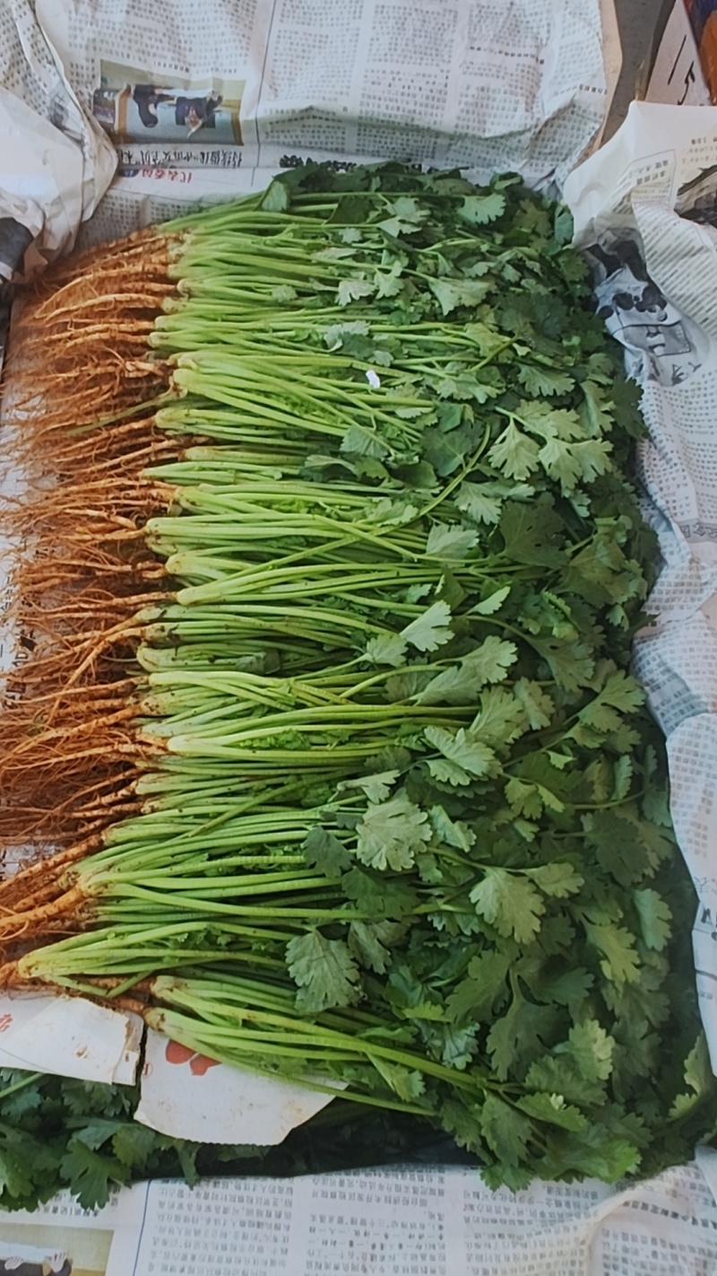 大叶香菜质量优质品质好根粗叶大