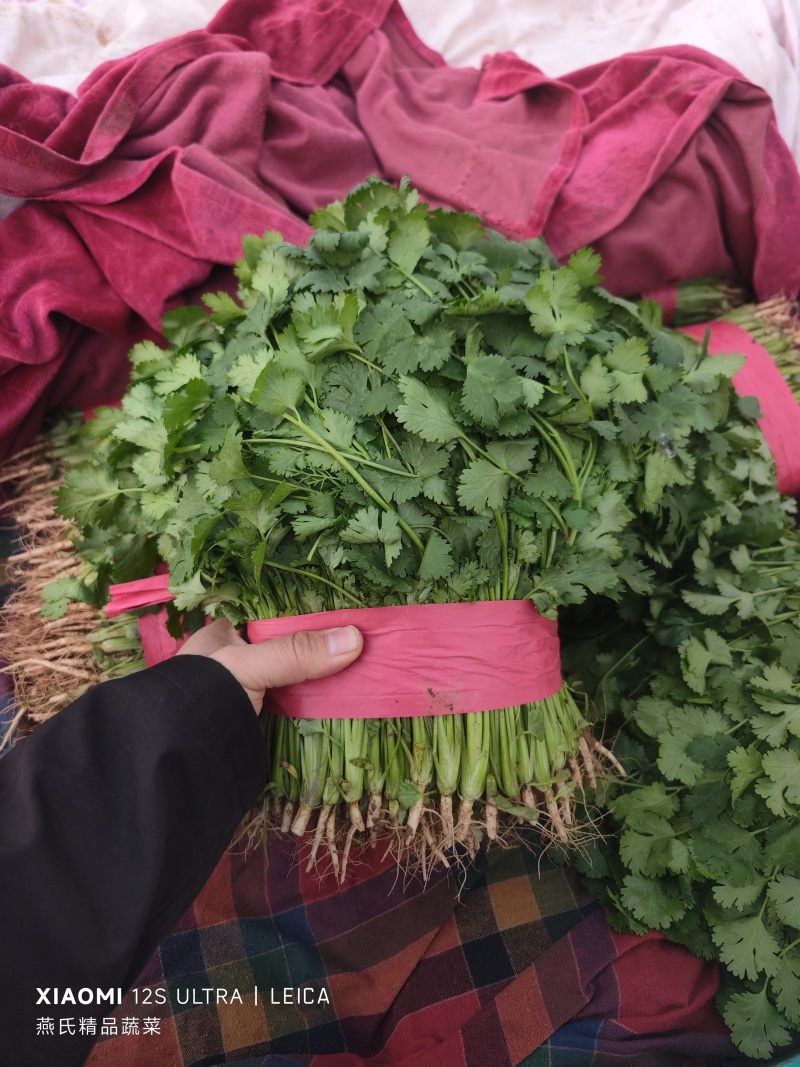 大叶香菜质量优质品质好根粗叶大