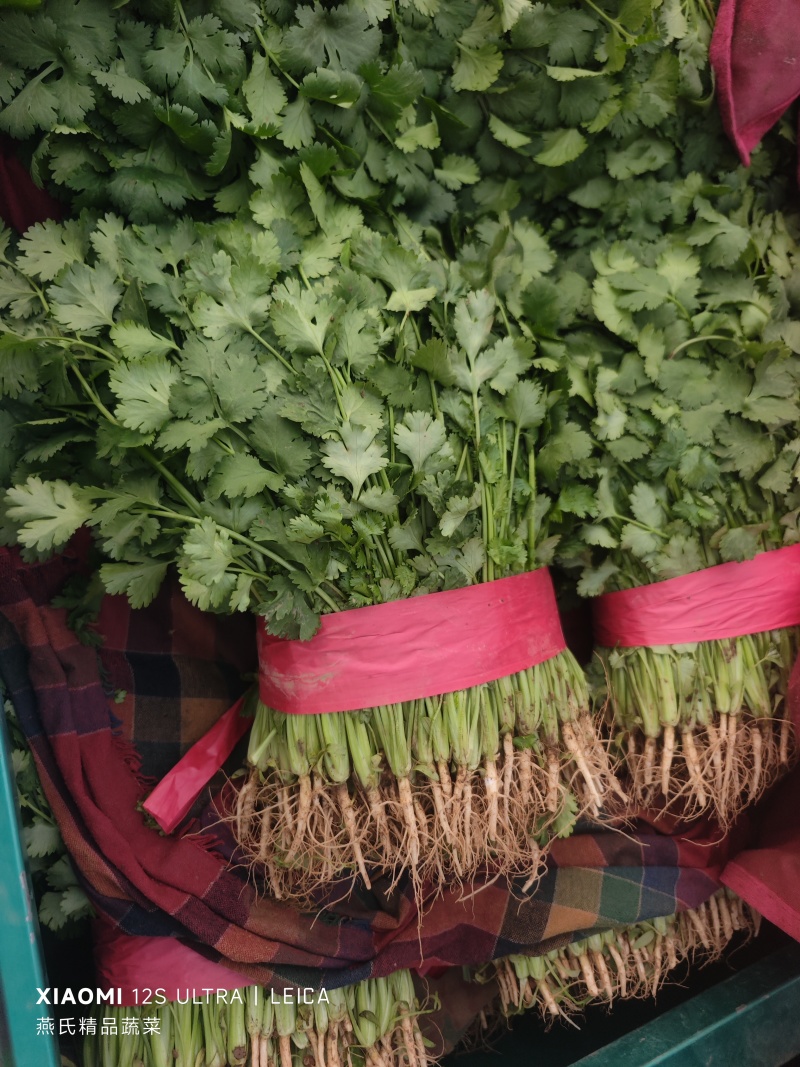 大叶香菜质量优质品质好根粗叶大