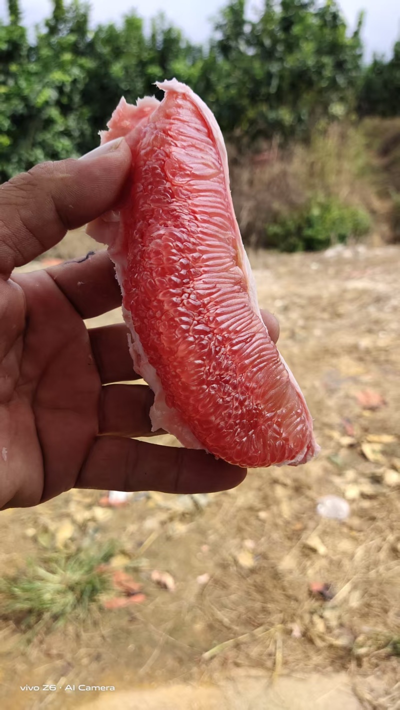 三红蜜柚