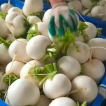 圆萝卜，高山货品质好，支持产地视频看货，现货现发