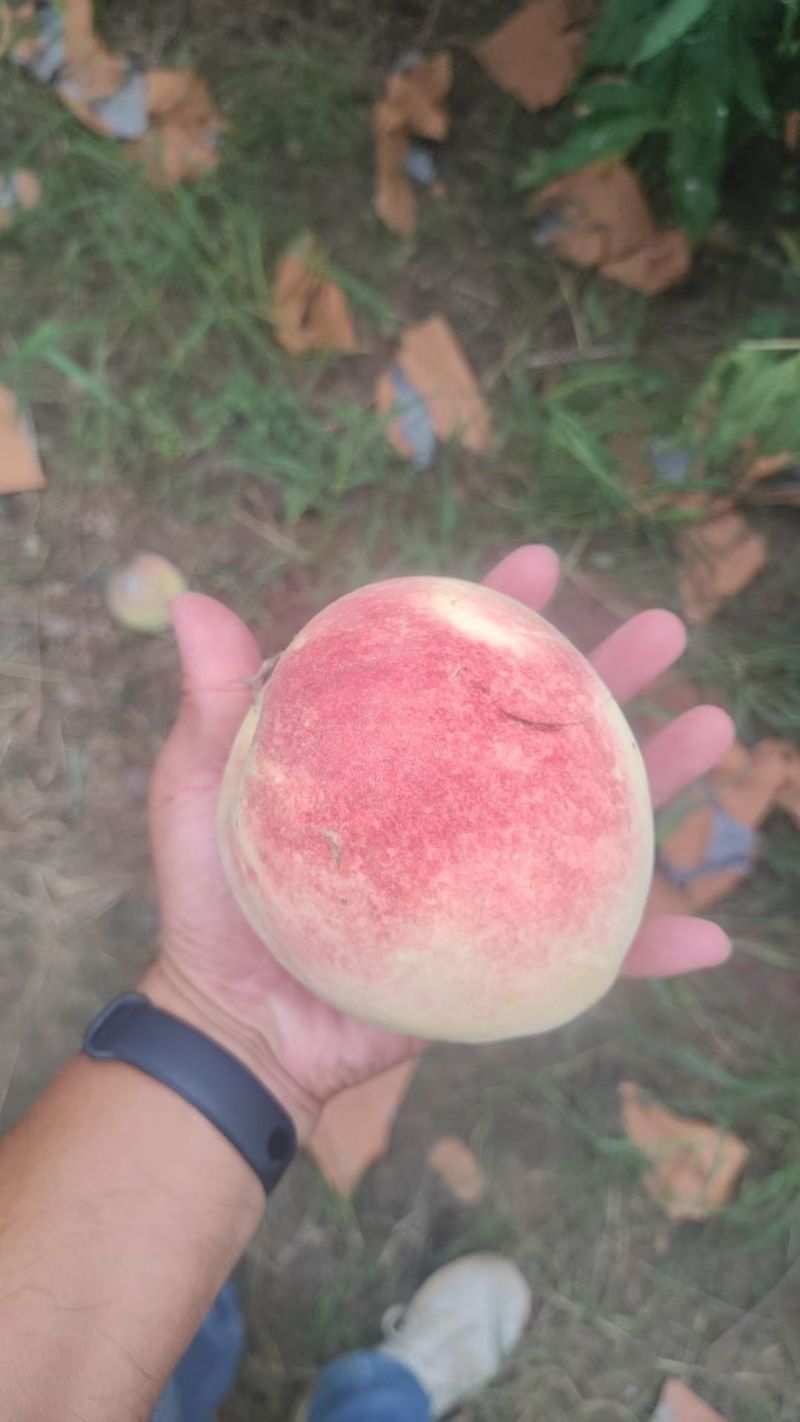蜜桃，永莲蜜桃，甜桃，秋桐桃，秋彤，
