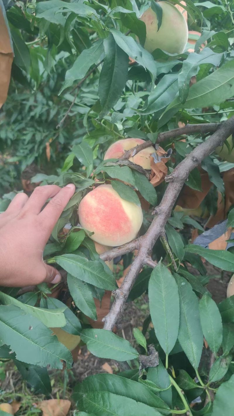蜜桃，永莲蜜桃，甜桃，秋桐桃，秋彤，