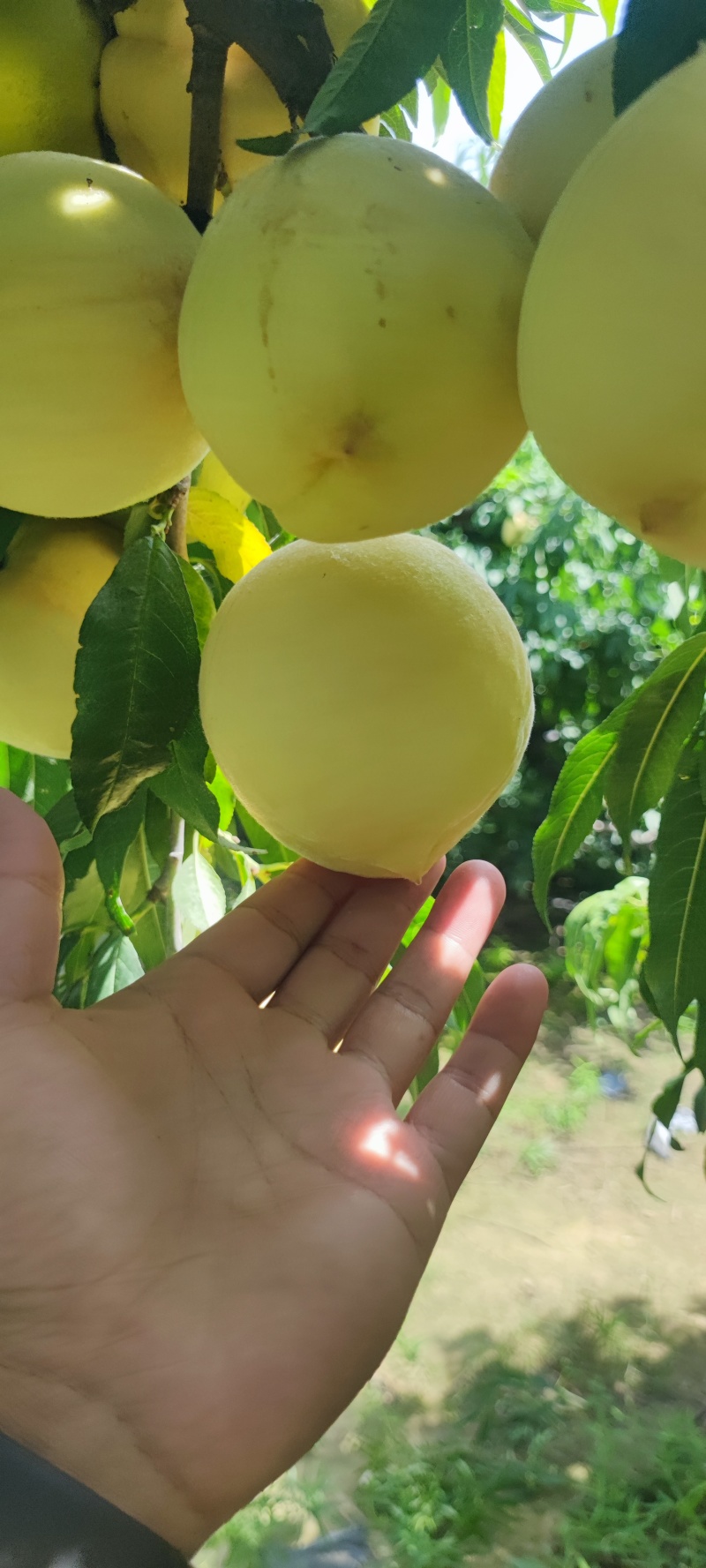 蜜桃，永莲蜜桃，甜桃，秋桐桃，秋彤，