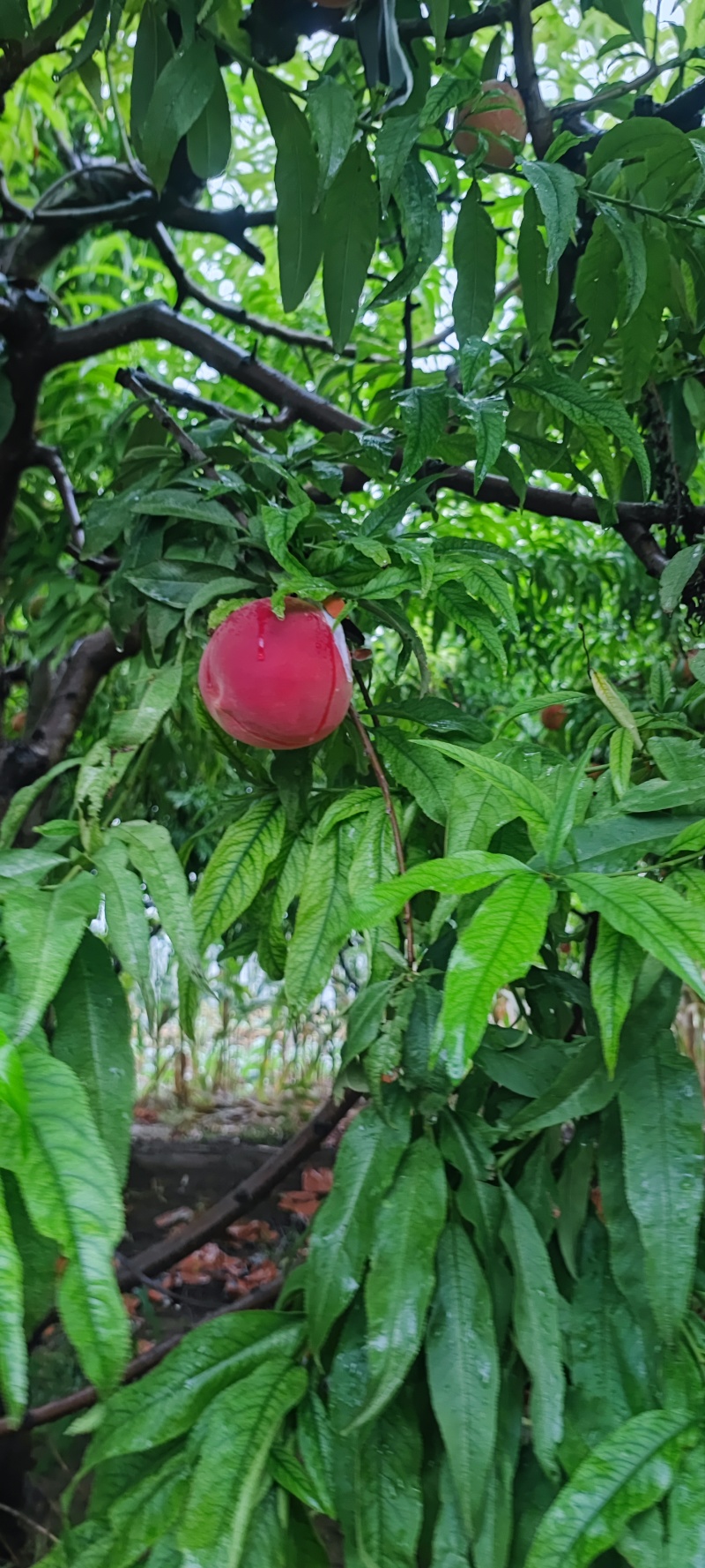 蜜桃，永莲蜜桃，甜桃，秋桐桃，秋彤，