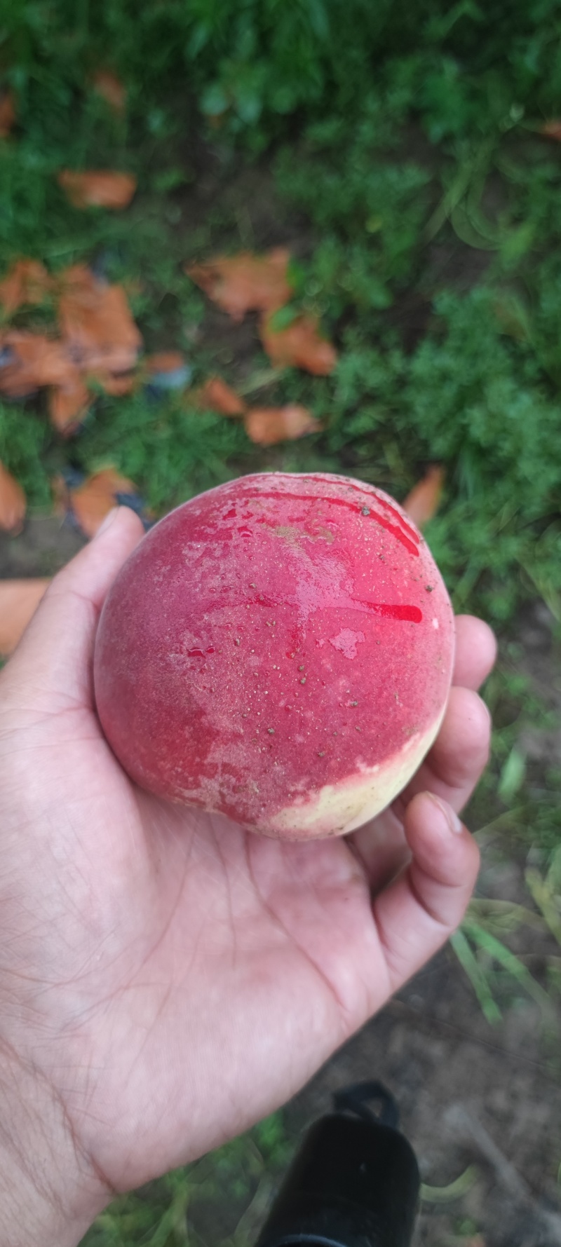 蜜桃，永莲蜜桃，甜桃，秋桐桃，秋彤，