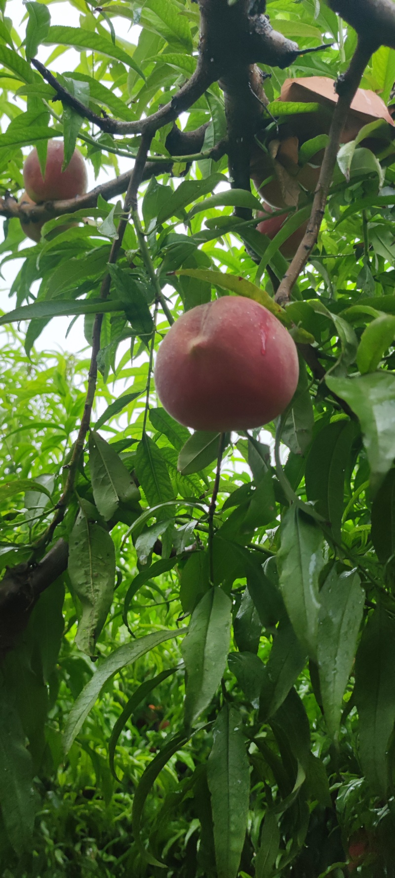 蜜桃，永莲蜜桃，甜桃，秋桐桃，秋彤，