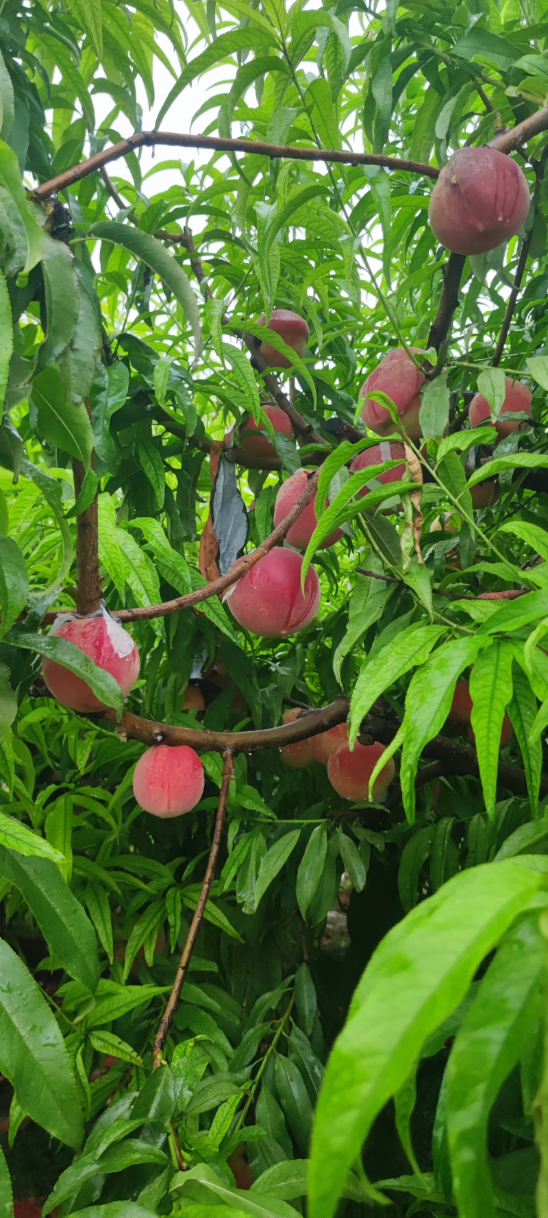 蜜桃，永莲蜜桃，甜桃，秋桐桃，秋彤，