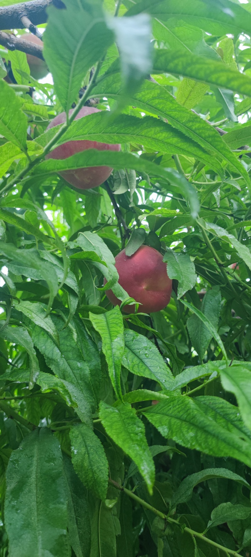 蜜桃，永莲蜜桃，甜桃，秋桐桃，秋彤，