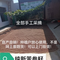 苦参种籽苦参是多年生药材耐寒耐旱好管理产量