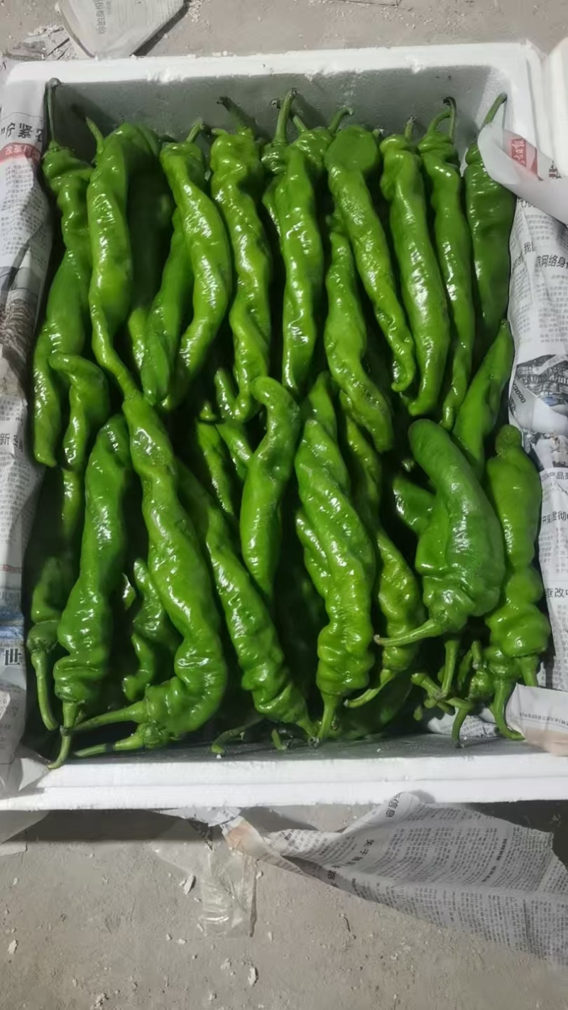 螺丝椒