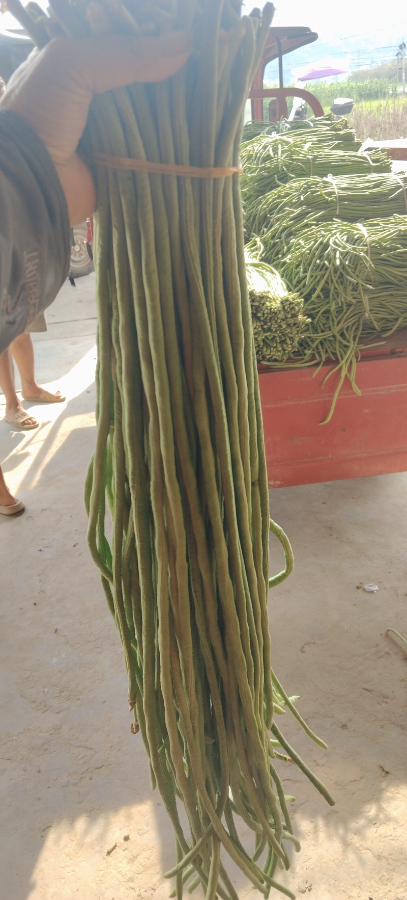 缸豆，青豆角，长豆，货源充足，产地直销，