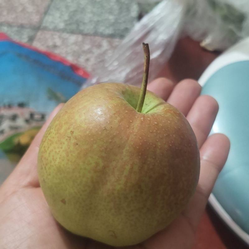 玉露香梨通货1.5