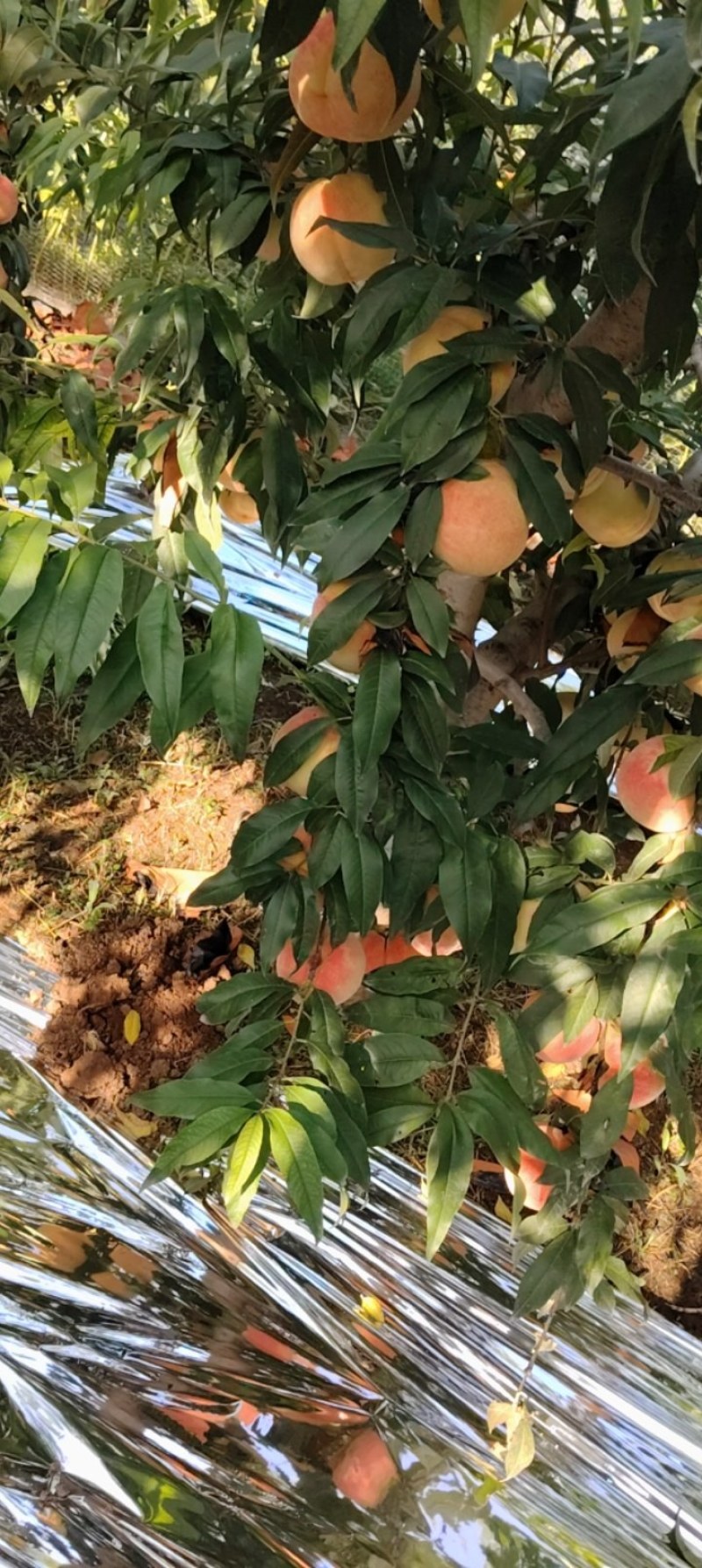 中秋王映霜红寒露蜜秋彤