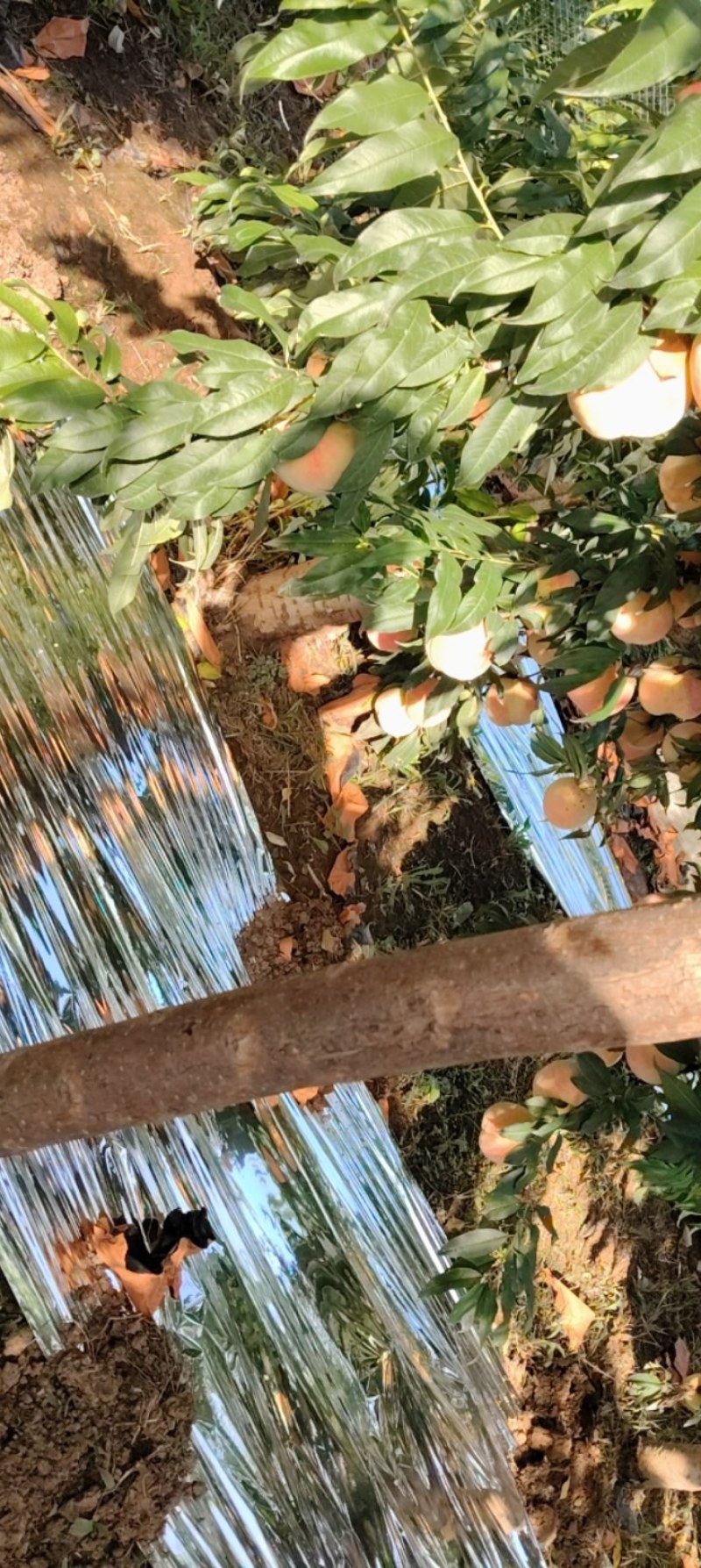 中秋王映霜红寒露蜜秋彤