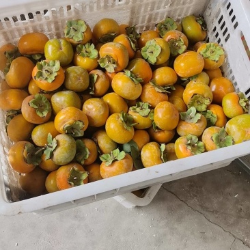 阳丰脆柿子