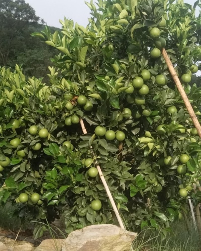锦红绿皮冰糖橙