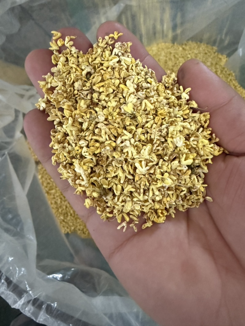 5A冻干桂花，桂林产地直发，量大从优
