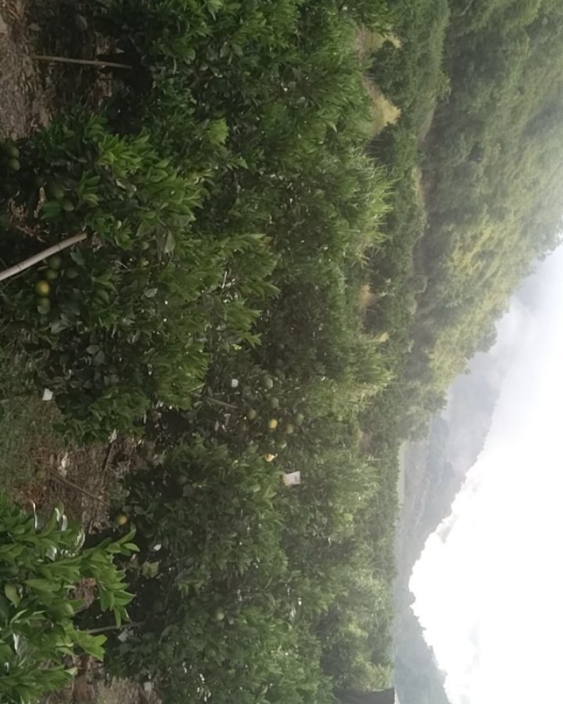 锦红绿皮冰糖橙