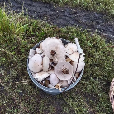 纯野生榛蘑多，紫花脸蘑菇不多，自然晾干。