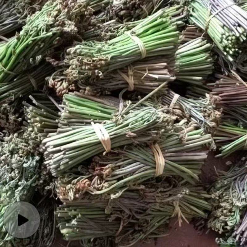 蕨根