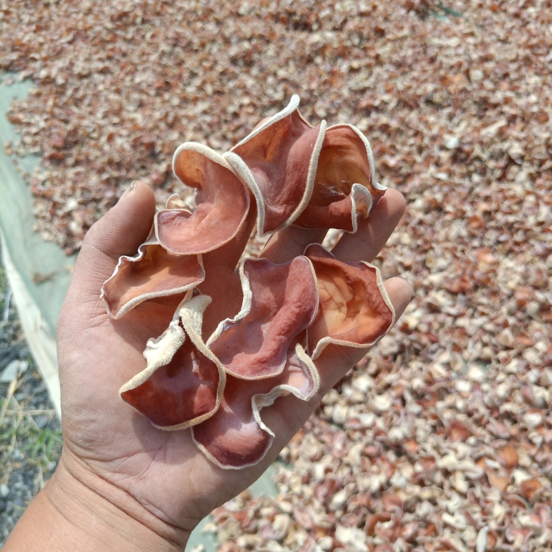 粉木耳贵妃耳农场直销大量现货价格便宜