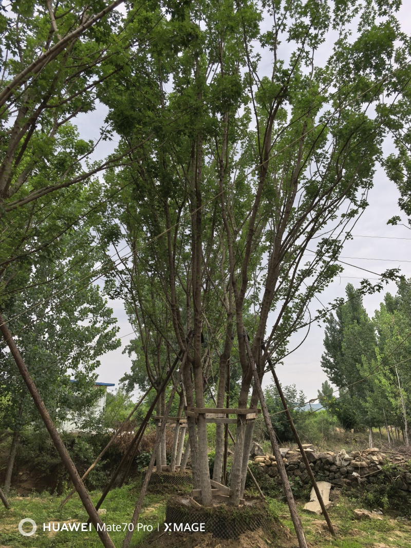 丛生五角枫树量大质优规格齐全支持视频看货欢迎咨询采购