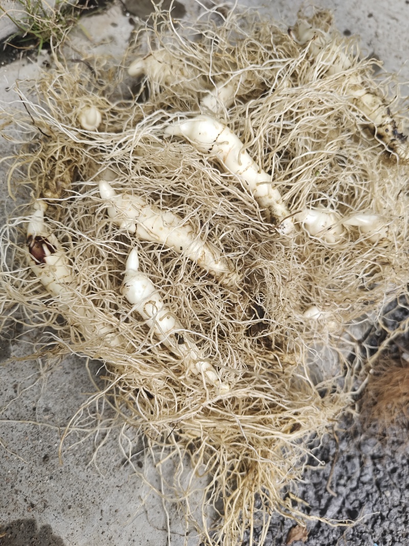 [热卖]辽宁抚顺东北大玉竹产地直发