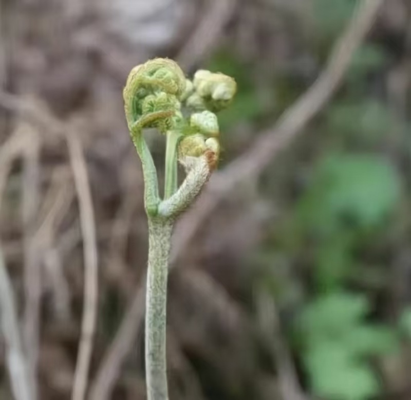 蕨根
