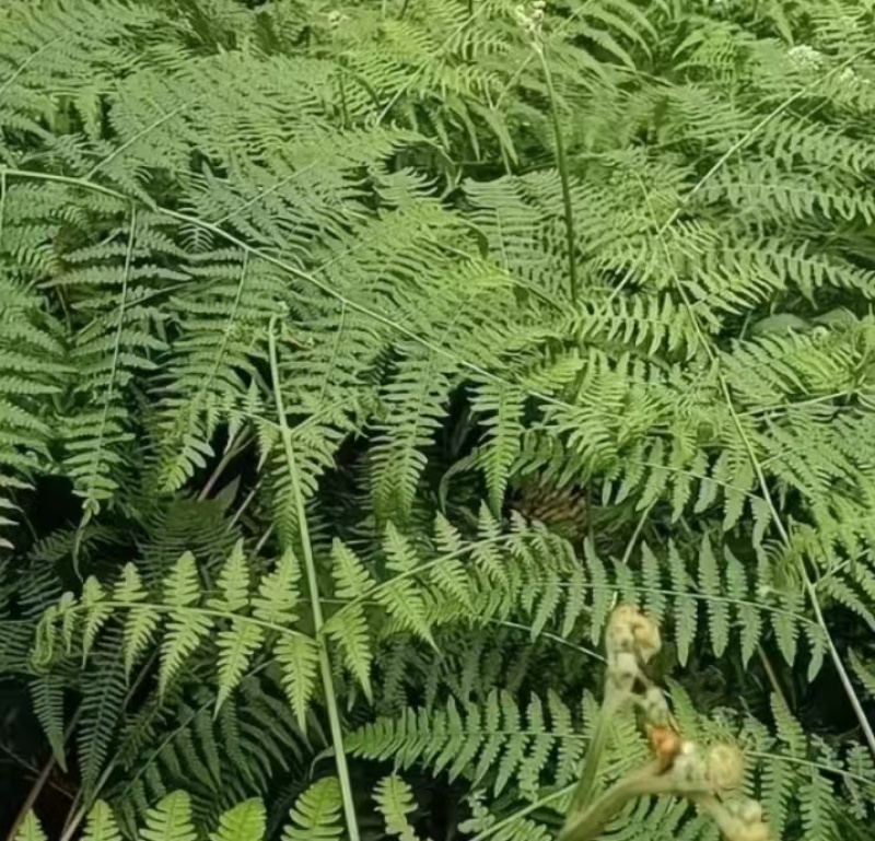 蕨根