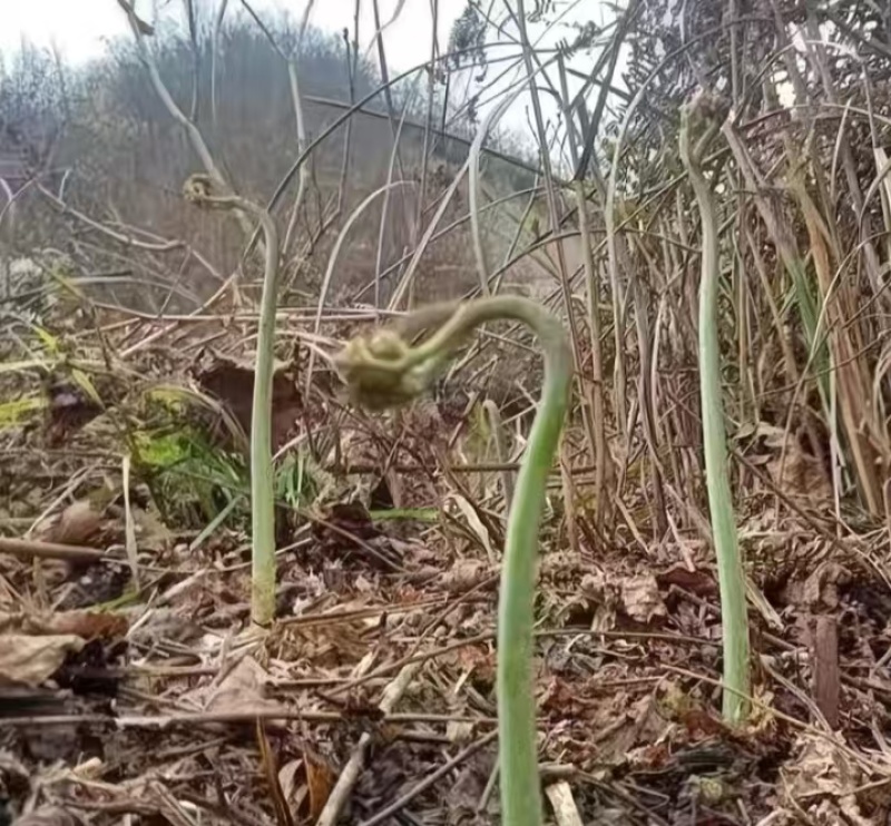 蕨根