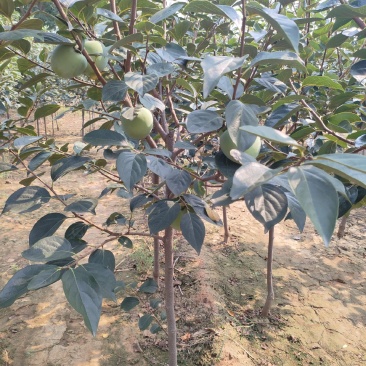 柿子树