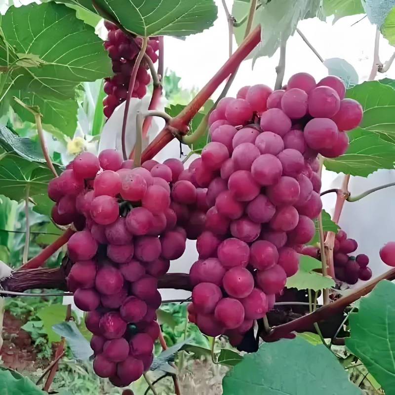 （红玫瑰葡萄）黄土高坡种植，颗粒饱满，口感纯甜无酸。
