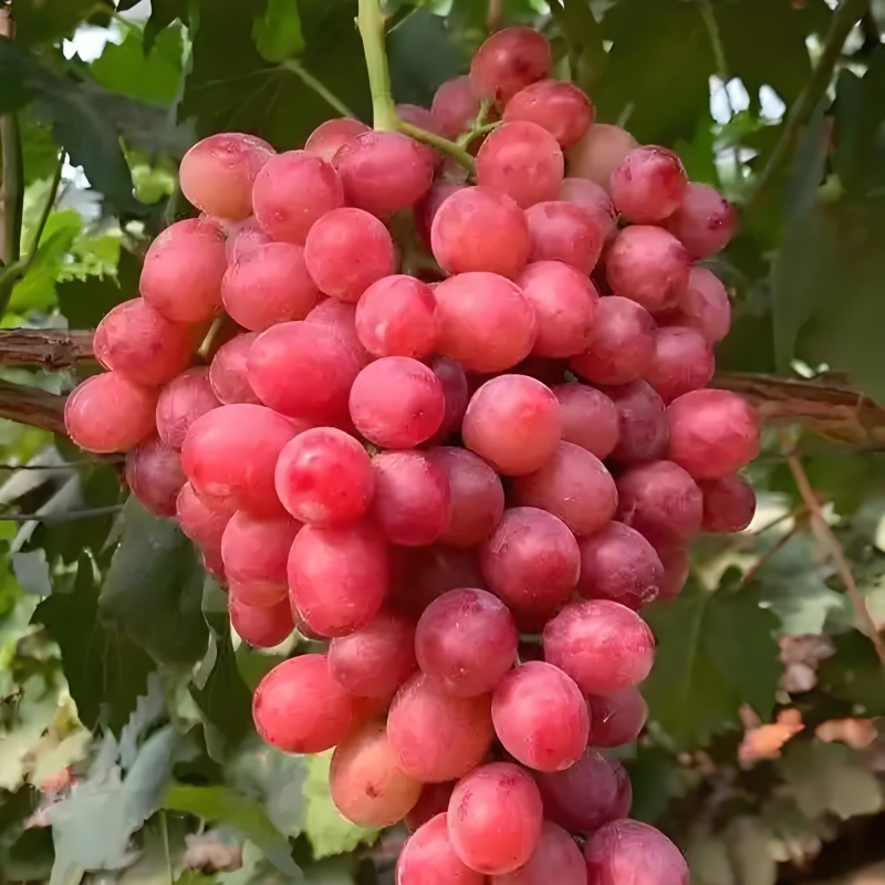 （红玫瑰葡萄）黄土高坡种植，颗粒饱满，口感纯甜无酸。