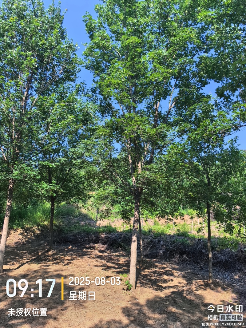 独杆元宝枫树基地直销量大质优价格优惠欢迎咨询采购