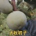 柿子树