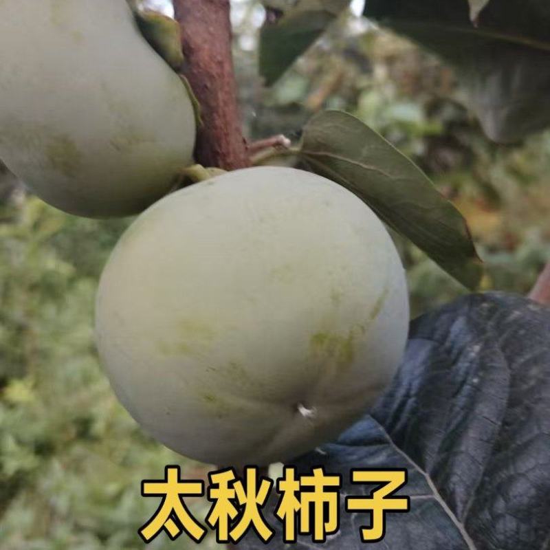 柿子树